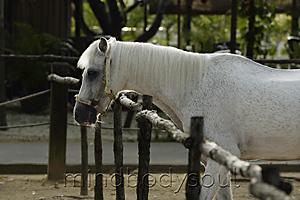 Mind Body Soul - profile of white horse in stable