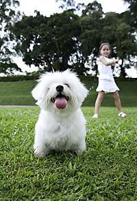 Mind Body Soul - white dog pulling on leash, girl in background