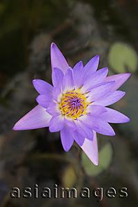 Asia Images Group - Lotus flower in full bloom