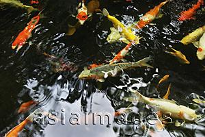 Asia Images Group - Koi fish in pond