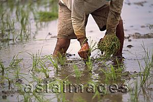 Asia Images Group - Farmer planting at the paddy field, Cagayan Valley, Philippines