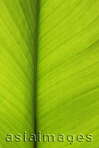 Asia Images Group - Close up of palm leaf