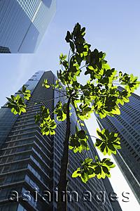 Asia Images Group - Green tree growing among sky scrapers