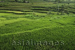 Asia Images Group - terraced rice paddies, Bali