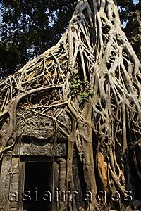 Asia Images Group - Roots growing over the ruins of Angkor Wat, Cambodia