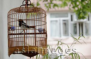 Asia Images Group - Wicker bird cage with bird hanging outside house