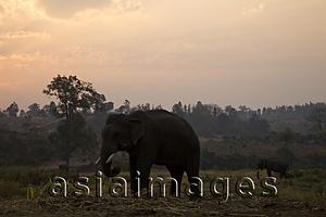 Asia Images Group - Thailand,Golden Triangle,Chiang Mai,Elephants at Dawn