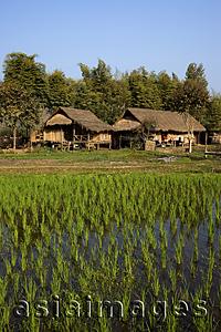 Asia Images Group - Thailand,Golden Triangle,Rice Field and Farmhouse