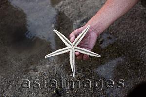 Asia Images Group - hand holding star fish on black sand