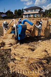 Asia Images Group - Rice Threshing Japan, Nagano Prefecture