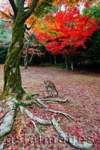 Asia Images Group - Deer eating grass under tree with red Autumn leaves Japan,Miyajima Island,Omoto Park.