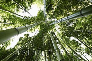 Asia Images Group - Looking up at Bamboo trees