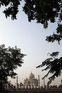 Asia Images Group - View of the Taj Mahal with trees in foreground, Agra, India