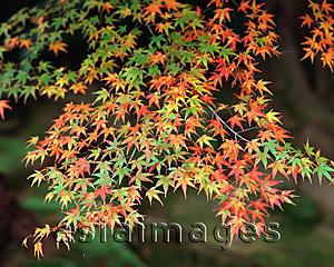Asia Images Group - Japan, color of autumn maple