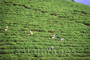 Asia Images Group - Vietnam, Red River Valley, near Yen Bai, workers at tea plantation.