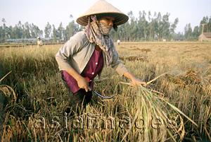 Asia Images Group - Vietnam, Mekong Delta, woman harvesting rice.