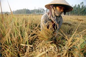 Asia Images Group - Vietnam, Mekong Delta, woman harvesting rice.