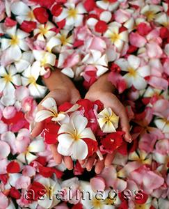 Asia Images Group - Woman's hands holding flower petals in bathtub, high angle