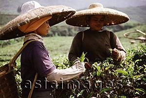 Asia Images Group - Indonesia, West Java, tea pickers