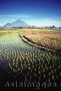 Asia Images Group - Indonesia, East Java, rice paddies with volcano in background