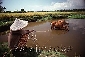 Asia Images Group - Indonesia, Lombok, Cows bathing.