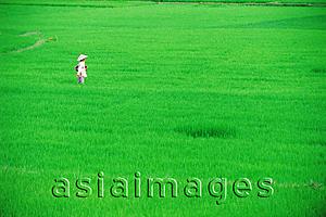 Asia Images Group - Vietnam, Danang, A worker spreading fertilizer in a rice field.