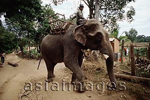 Asia Images Group - Vietnam, Ban Dong, Central Highlands, Man riding elephant.