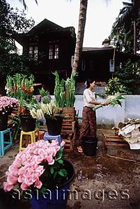 Asia Images Group - Myanmar (Burma), Yangon (Rangoon), A vendor bundling blossoms in a colorful flower market.