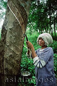 Asia Images Group - Thailand, Woman taps the sap from a rubber tree