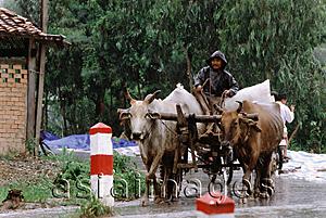 Asia Images Group - Vietnam, Mekong Delta region, Long Xuyen, Rice farmer driving cart in the rain.