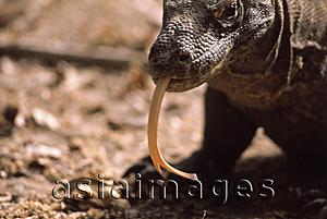 Asia Images Group - Indonesia, Komodo Island, Close-up of Komodo dragon