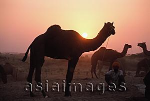 Asia Images Group - India, Rajasthan, Pushkar, Silhouettes of camels at sunset