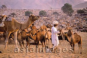 Asia Images Group - India, Rajasthan, Pushkar, A man prepares for night by tethering his camels.
