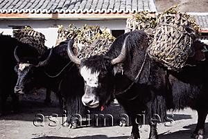 Asia Images Group - China, Szechuan (Sichuan), Kham region, Yaks loaded with baskets of produce.