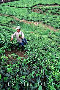 Asia Images Group - Indonesia, Bandung, tea plantation