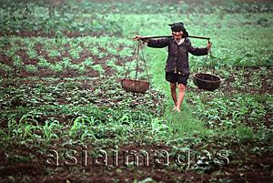 Asia Images Group - Vietnam, Hanoi, farmer walking through field