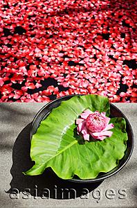Asia Images Group - Flower on leaf at edge of tub filled with petals