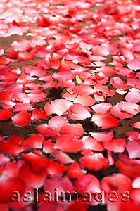 Asia Images Group - Flowers floating on water, close-up