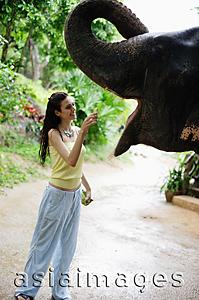 Asia Images Group - Young woman feeding elephant,  Phuket, Thailand