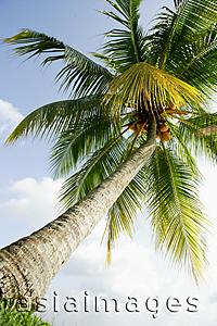 Asia Images Group - Low angle view of a coconut tree