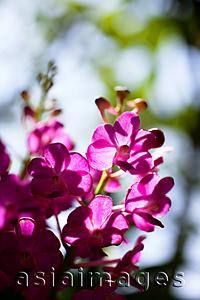 Asia Images Group - Wild pink Orchid flowers