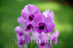 Asia Images Group - Close up of Purple Orchid flowers