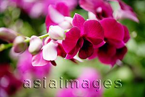 Asia Images Group - Close up of pink Orchid flowers
