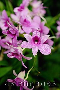 Asia Images Group - Branch of Orchid flowers