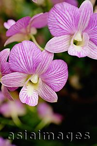 Asia Images Group - Close up of purple flowers, orchids