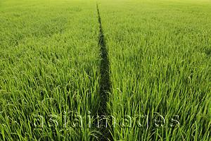 Asia Images Group - Small path going through a rice paddy
