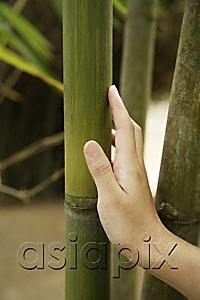 AsiaPix - woman's hand leaning against bamboo stalk