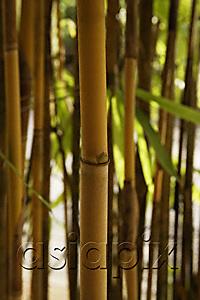 AsiaPix - brown bamboo shoot
