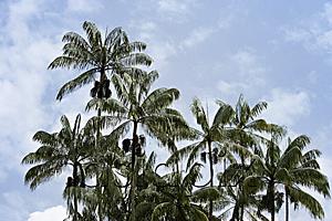 AsiaPix - multiple palm trees with sky as background