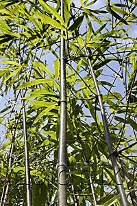 AsiaPix - bamboo stalk with green leaves